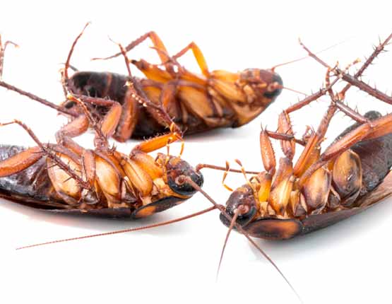 Cockroach Control Zetland