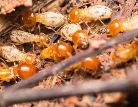 Termite Control Zetland Services